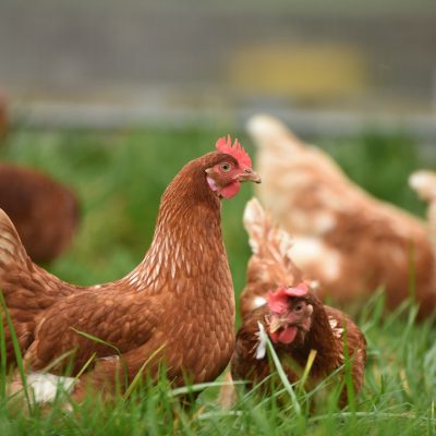 Gallina o uovo?