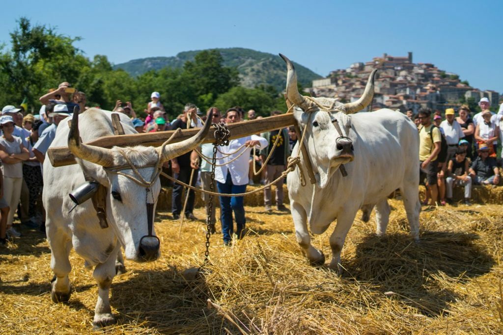 Campdigrano - Cinque eventi al Sud Italia nel segno della ripartenza