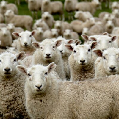 transizione ecologica, ricerca acustica e pecore